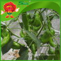 Wholesale big green chilli with high quality low price